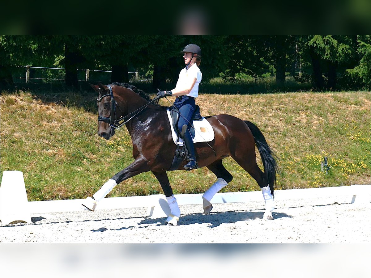 Westfaal Merrie 9 Jaar 169 cm Donkerbruin in Freiensteinau