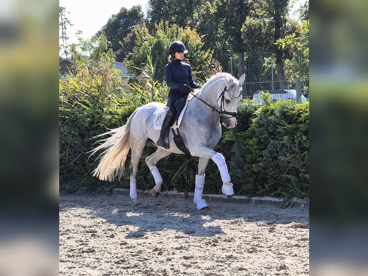 Westfaal Merrie 9 Jaar 169 cm Schimmel in Ludwigsfelde