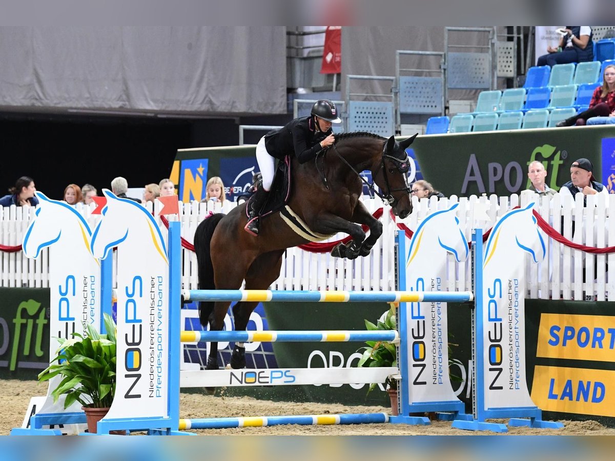 Westfaal Merrie 9 Jaar 174 cm Bruin in Goldbach