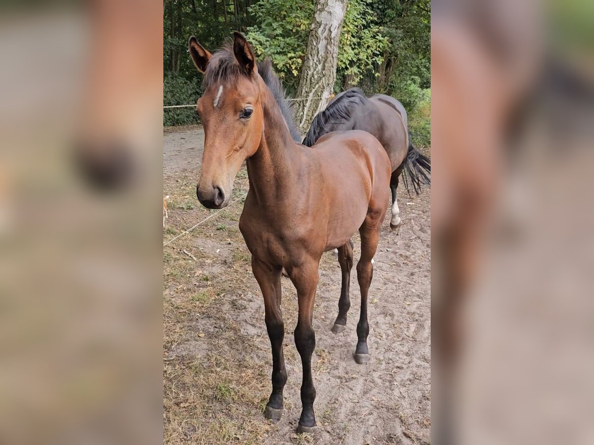 Westfaal Merrie Veulen (04/2025) 110 cm Donkerbruin in Delbr&#xFC;ck