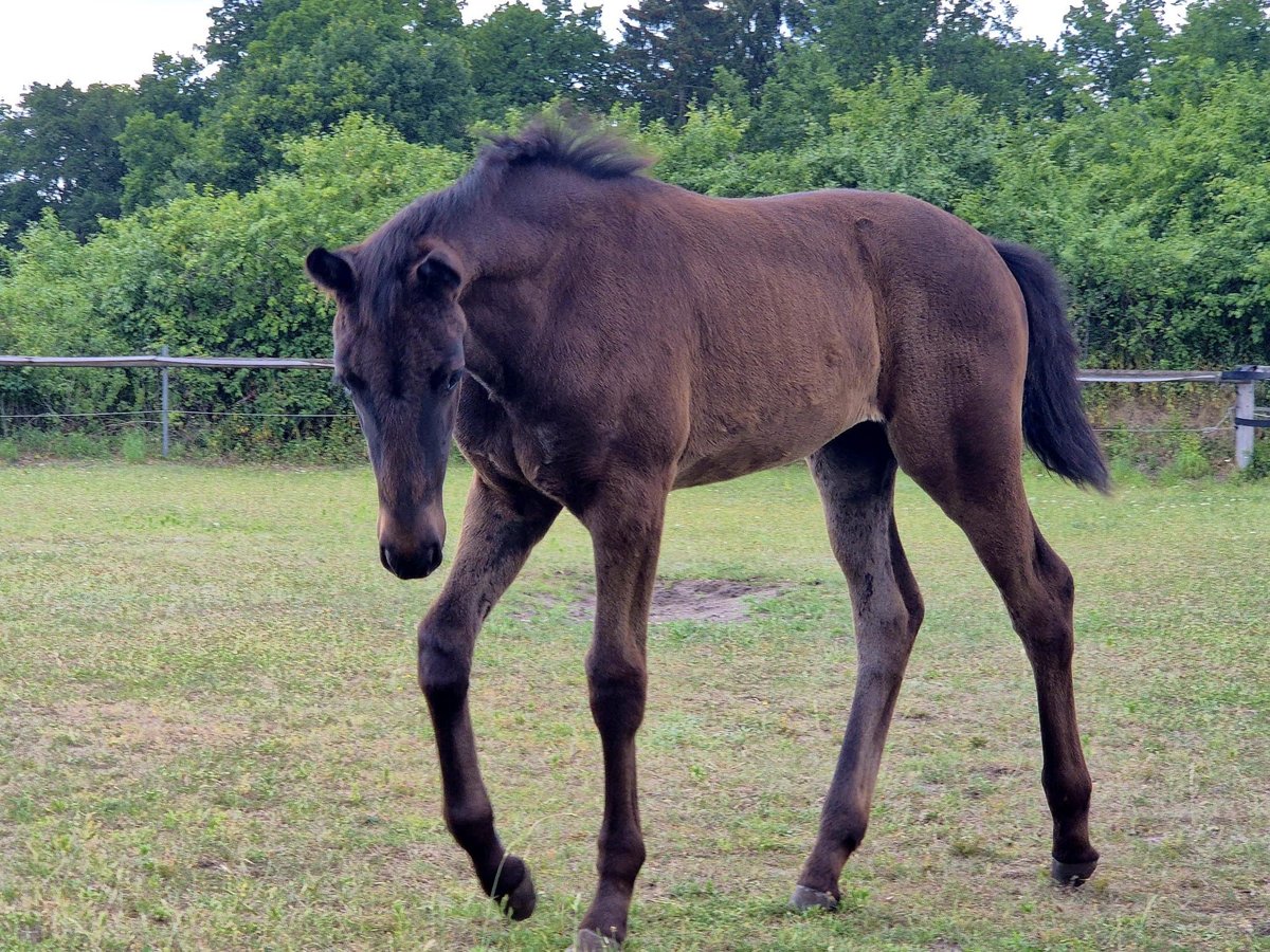 Westfaal Merrie Veulen (04/2025) 140 cm Donkerbruin in Bad Lippspringe