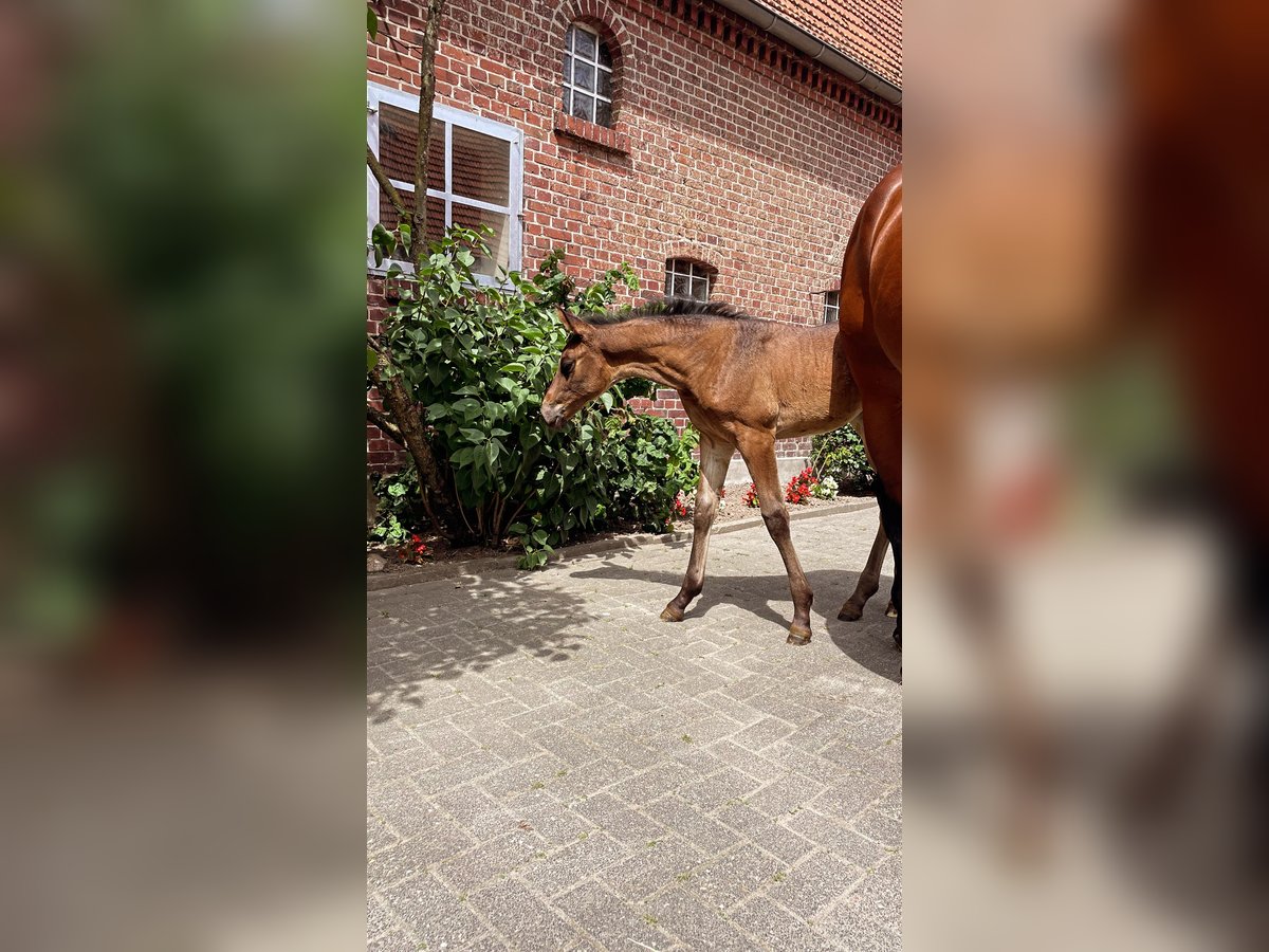 Westfaal Merrie  165 cm Bruin in Billerbeck