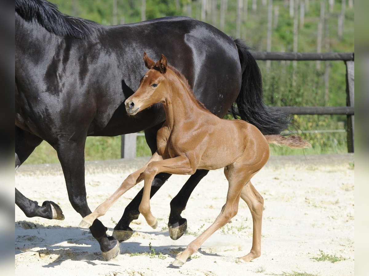 Westfaal Merrie veulen (06/2024) 167 cm Donkere-vos in Remscheid