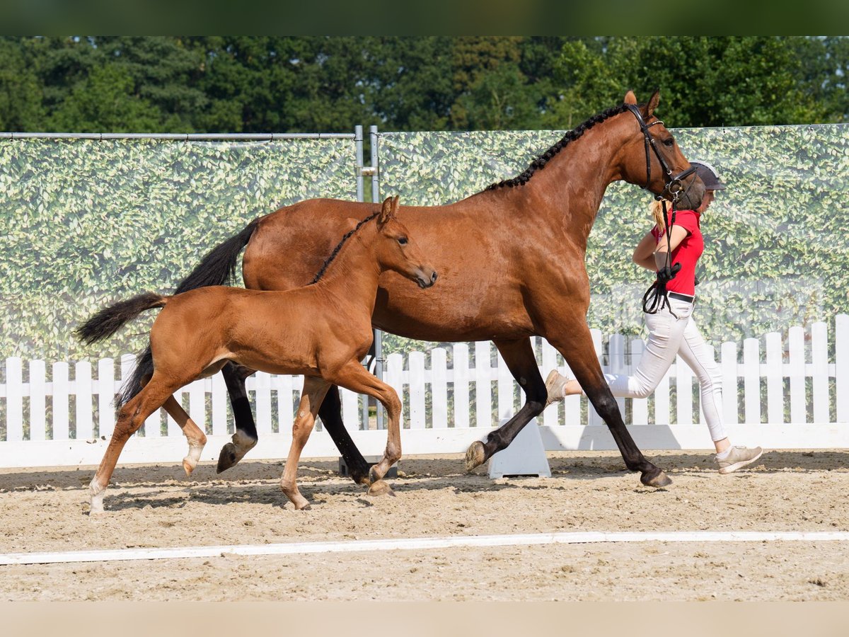 Westfaal Merrie Veulen (07/2025) 168 cm Bruin in Brilon