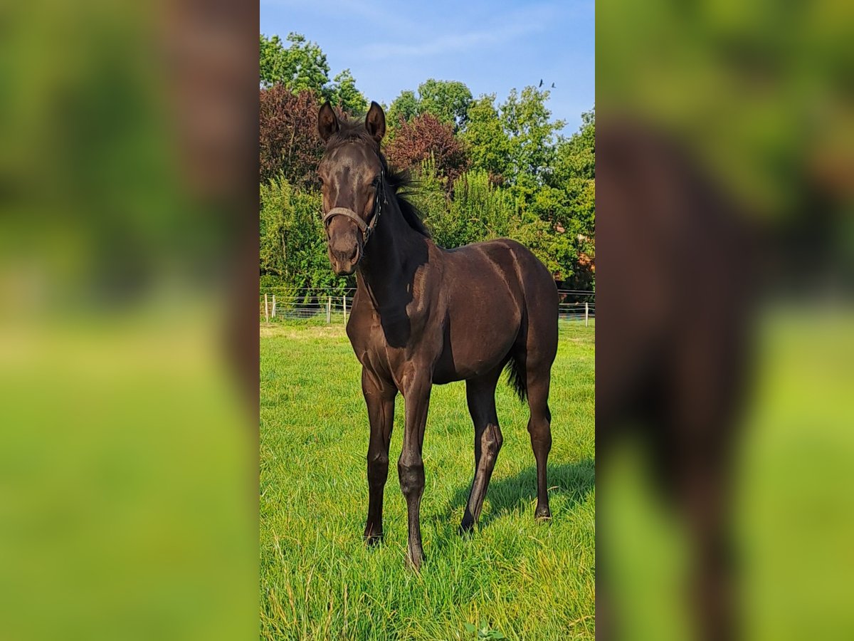 Westfaal Merrie veulen (05/2024) 168 cm Zwart in Hopsten