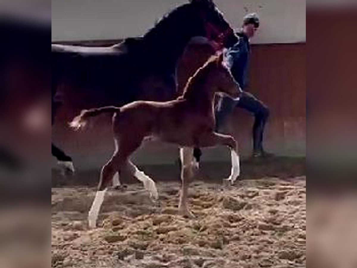 Westfaal Merrie veulen (03/2024) 169 cm Donkere-vos in Telgte