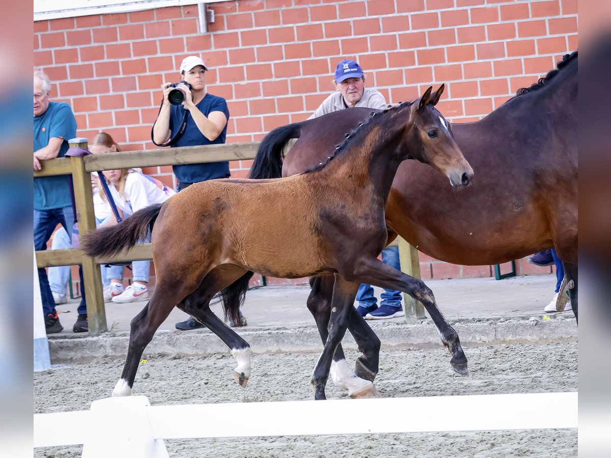 Westfaal Merrie veulen (03/2024) 170 cm Bruin in Reken