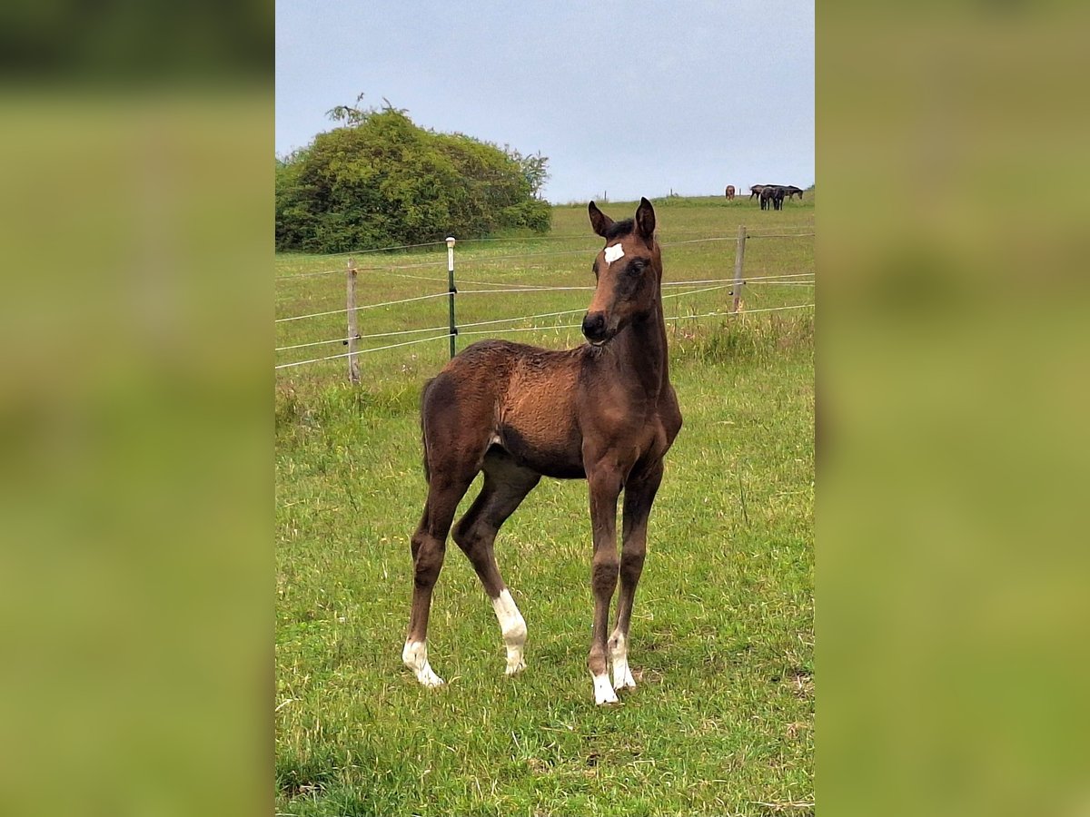 Westfaal Merrie  170 cm Donkerbruin in Eckenroth