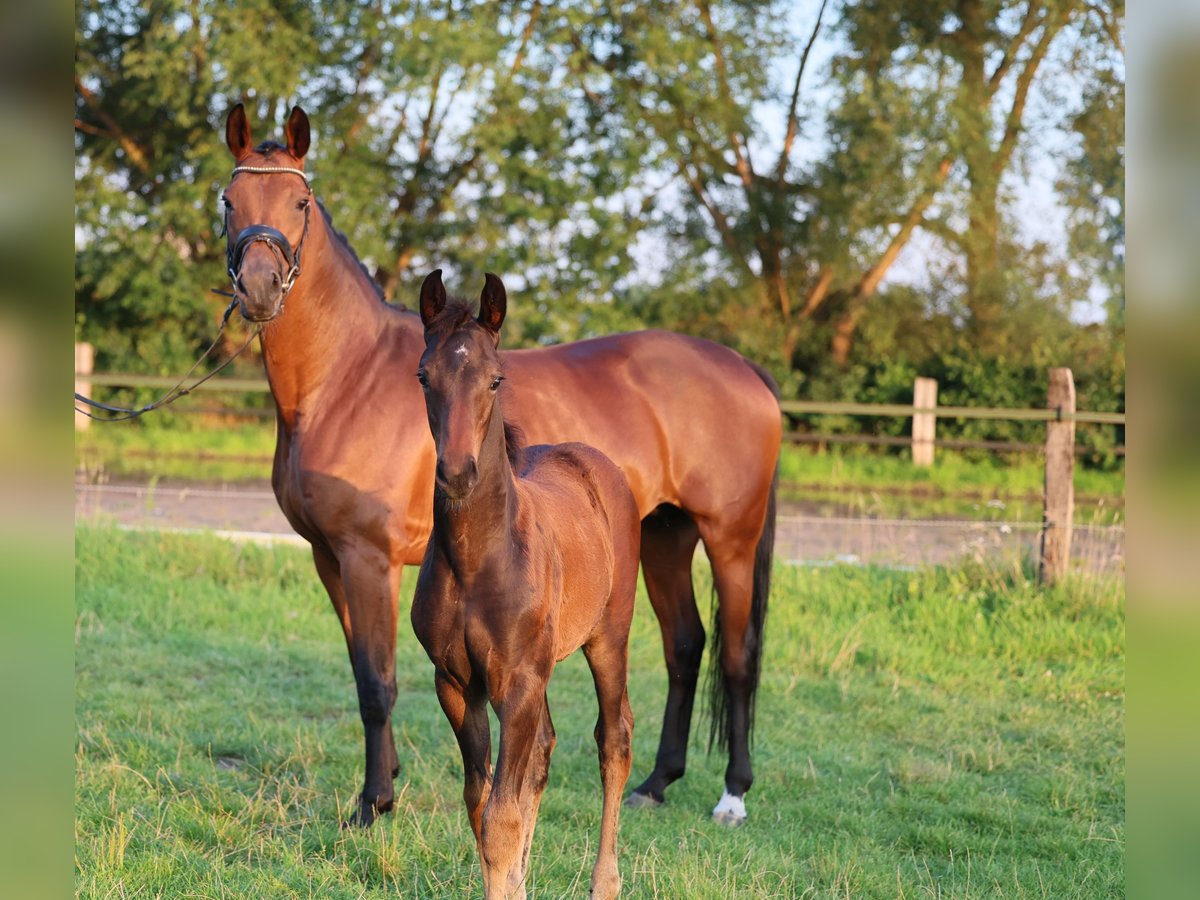 Westfaal Merrie veulen (05/2024) 170 cm Donkerbruin in Lippstadt