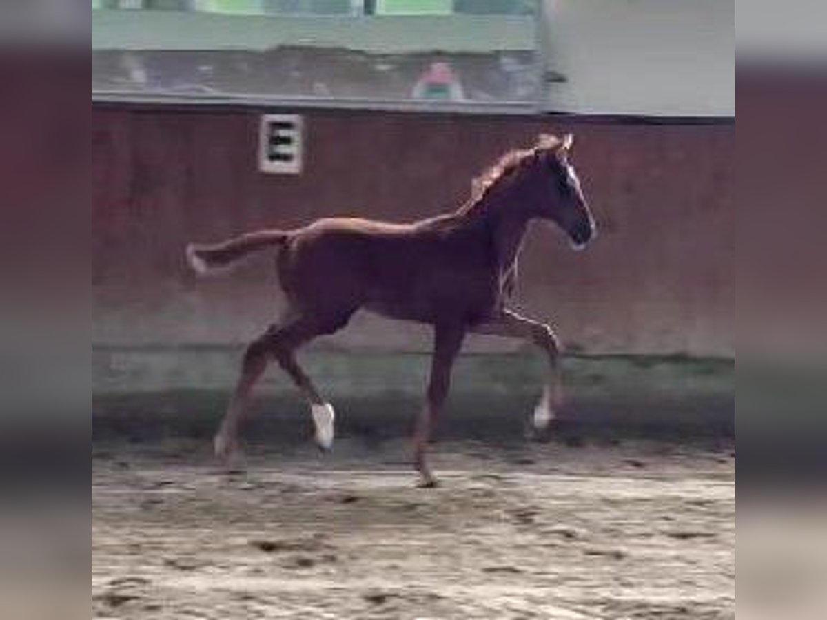 Westfaal Merrie Veulen (04/2025) 170 cm Donkere-vos in Telgte