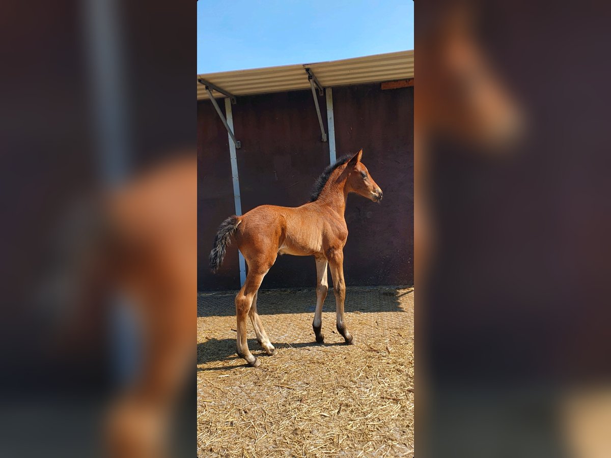 Westfaal Merrie  172 cm Bruin in Ibbenb&#xFC;ren