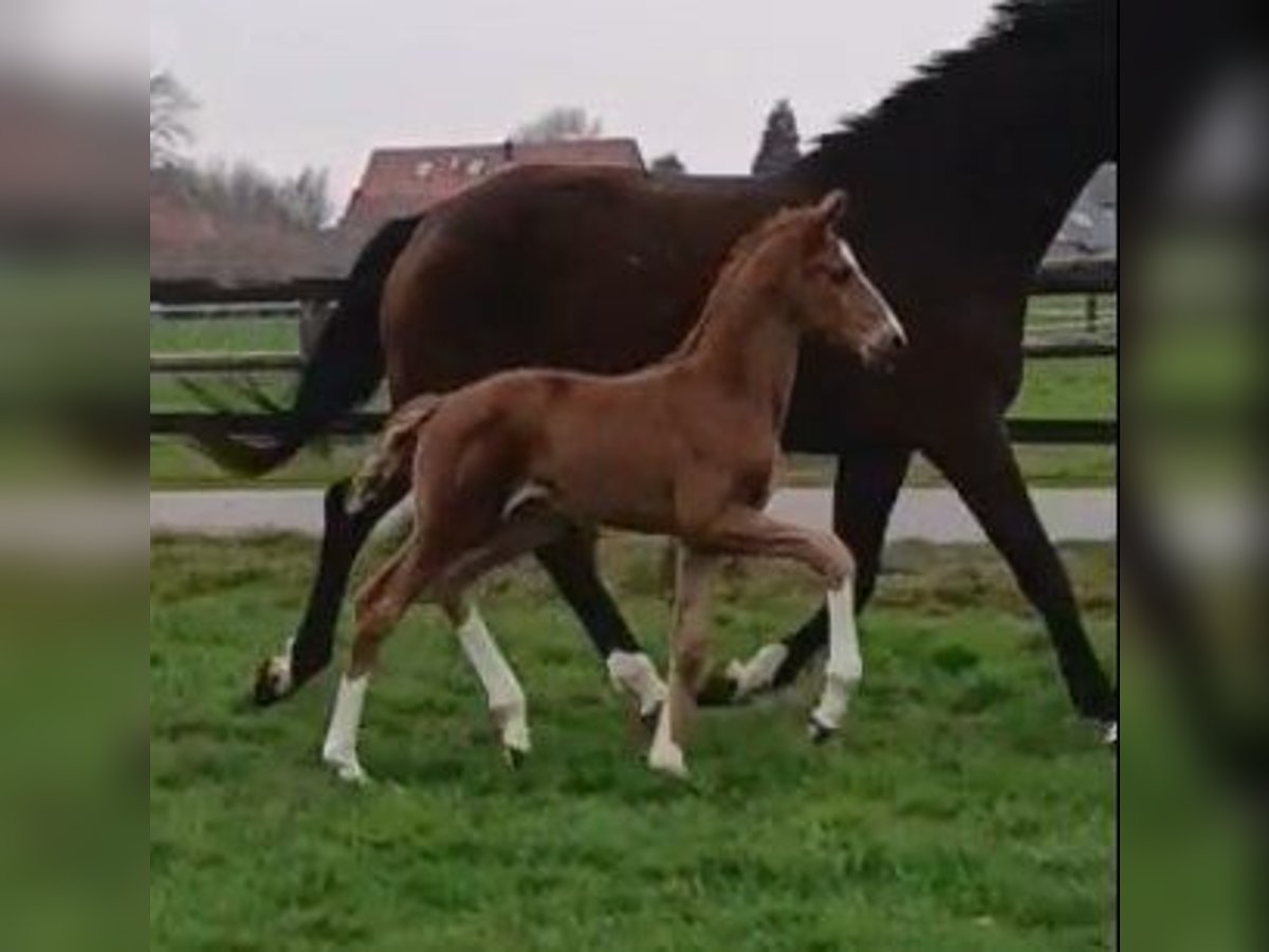 Westfaal Merrie  172 cm Donkere-vos in Telgte