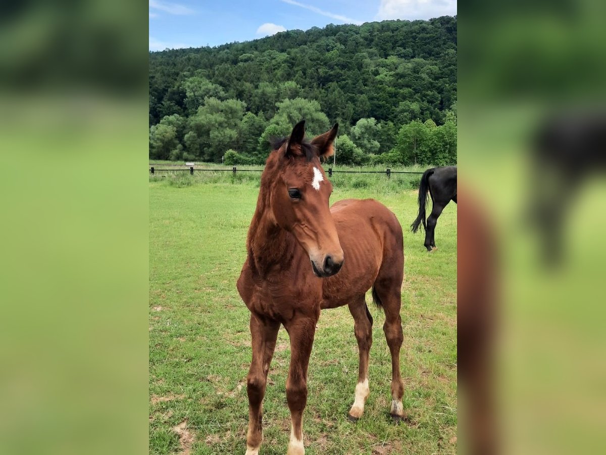 Westfaal Merrie Veulen (03/2025) 175 cm Bruin in Hofgeismar