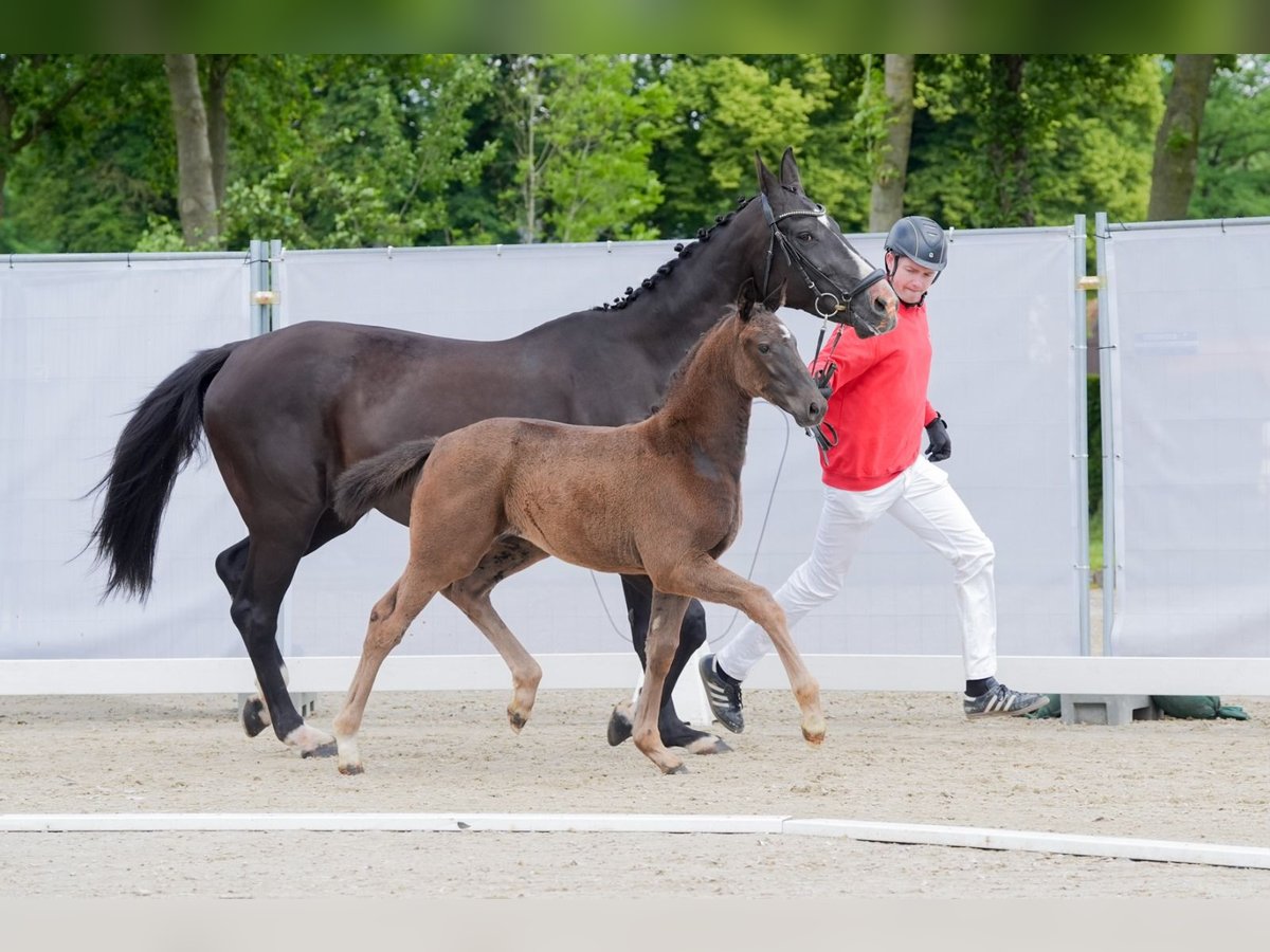 Westfaal Merrie veulen (05/2024) Bruin in Legden