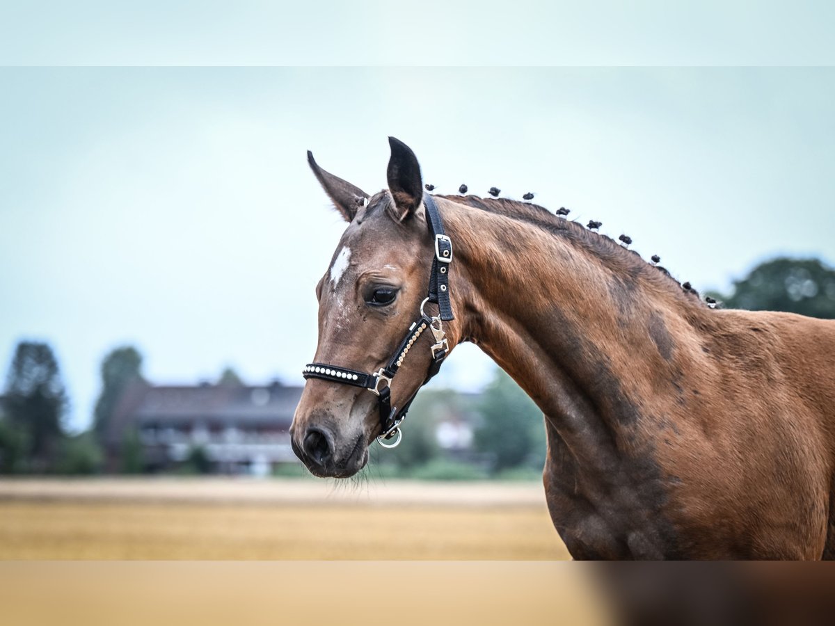 Westfaal Merrie veulen (04/2024) Bruin in Raesfeld