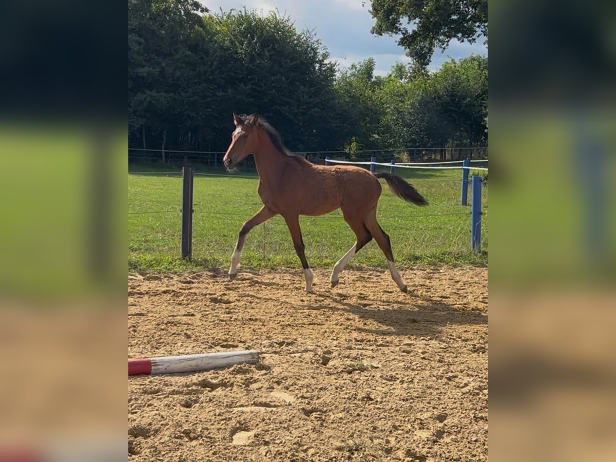 Westfaal Merrie Veulen (02/2025) Bruin in Vreden