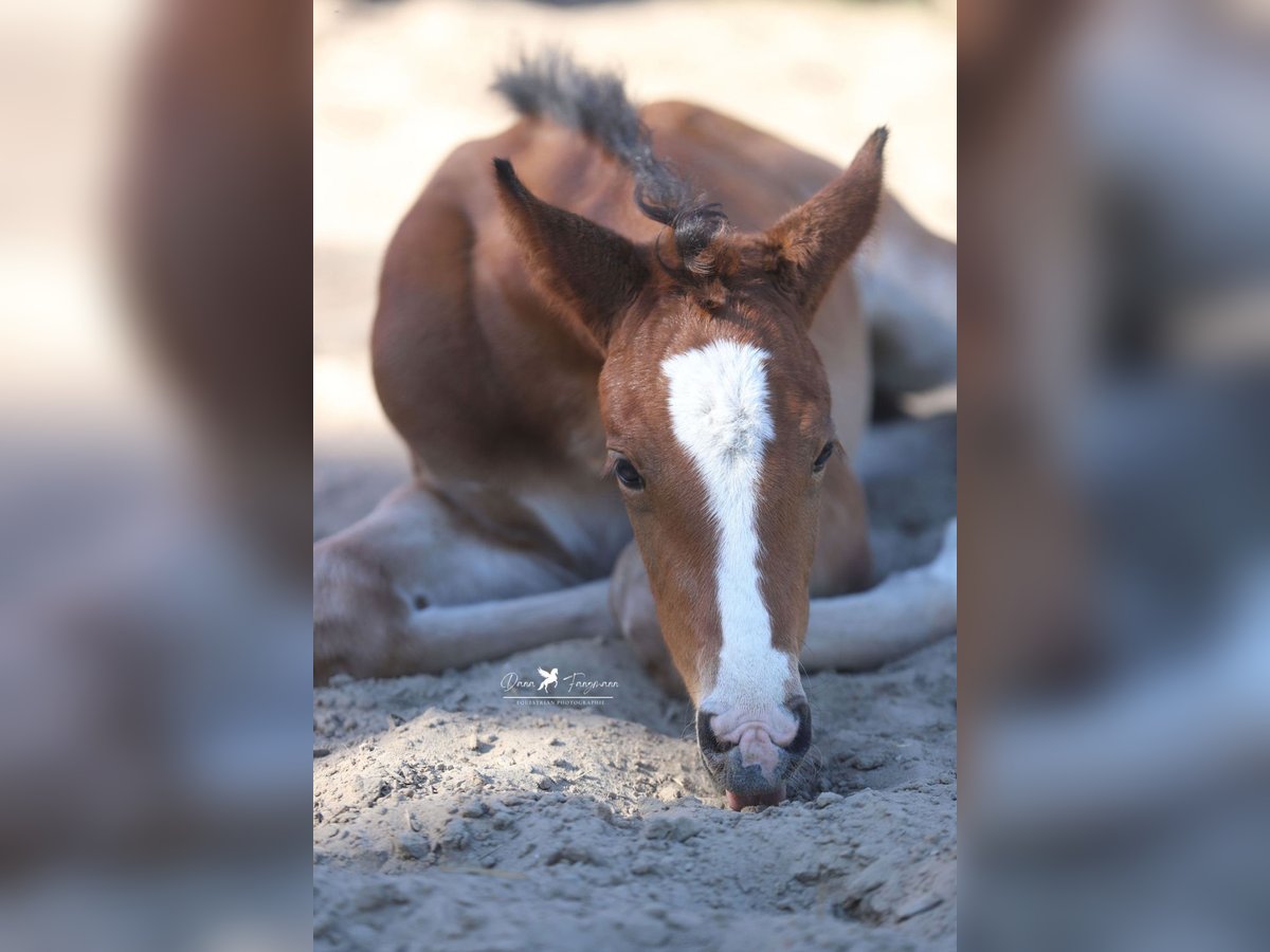 Westfaal Merrie Veulen (04/2025) Bruin in Neuenkirchen-V&#xF6;rden