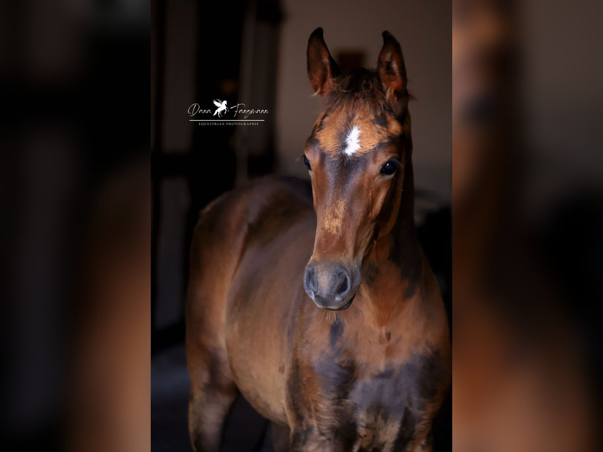 Westfaal Merrie veulen (05/2024) Bruin in Neuenkirchen-Vörden