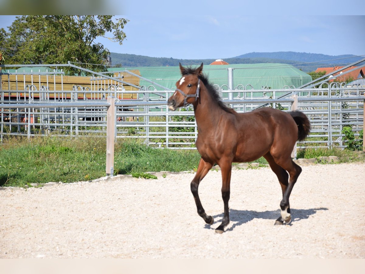 Westfaal Merrie  Bruin in Meckenheim