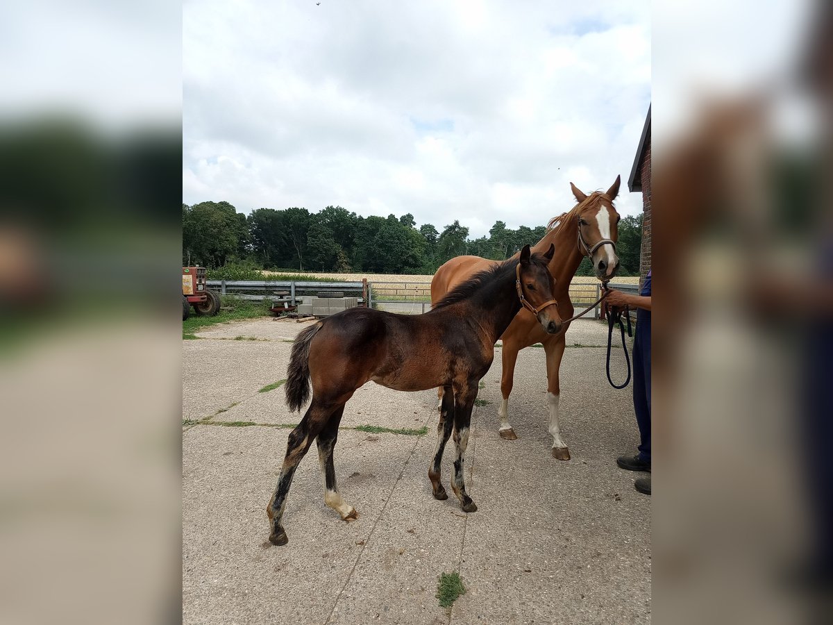 Westfaal Merrie  Bruin in Isselburg