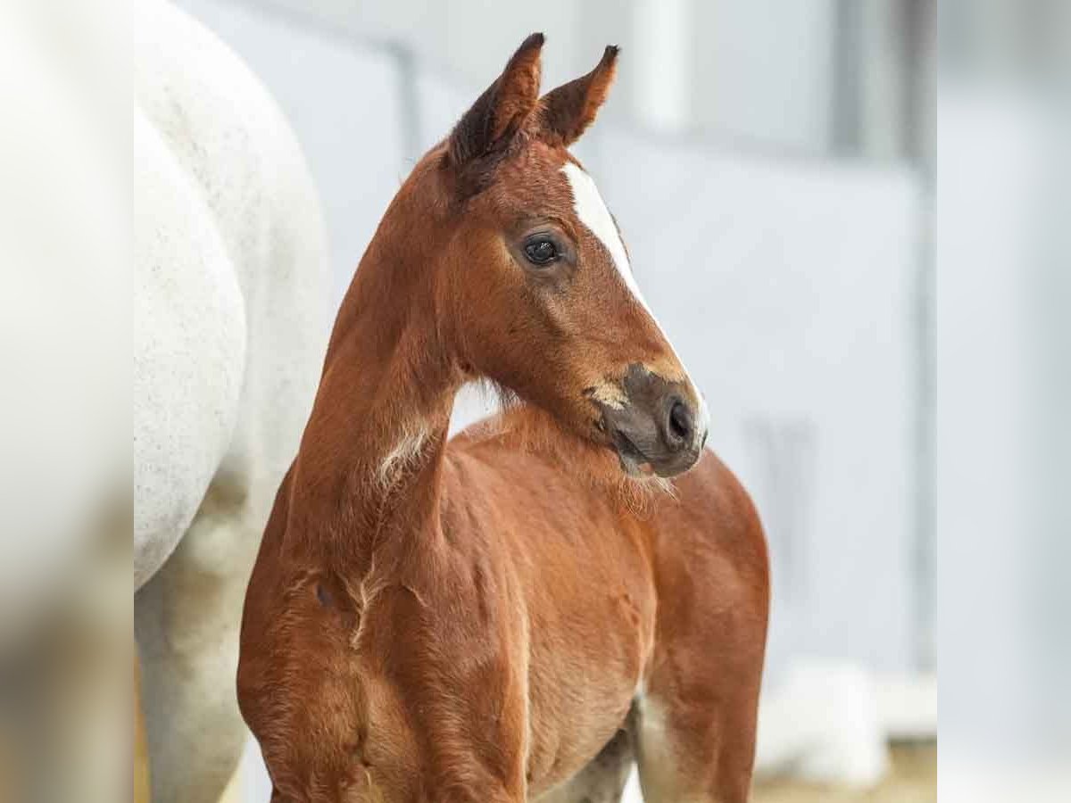 Westfaal Merrie veulen (05/2024) Bruin in Münster-Handorf