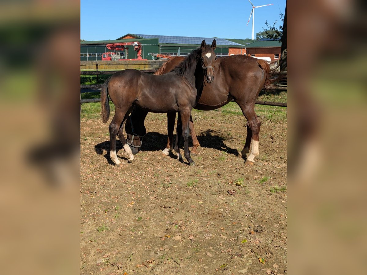 Westfaal Merrie Veulen (03/2025) Bruin in Vreden