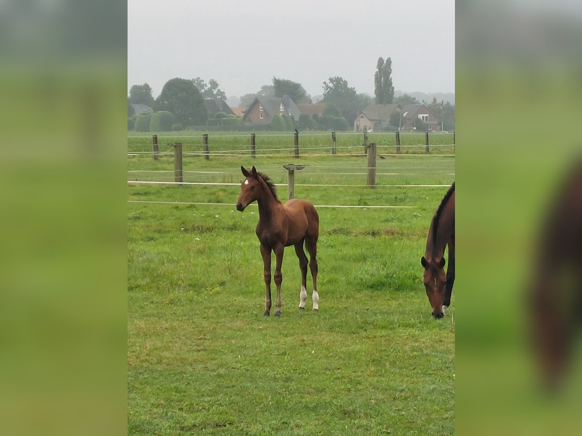 Westfaal Merrie  Donkerbruin in Schermbeck