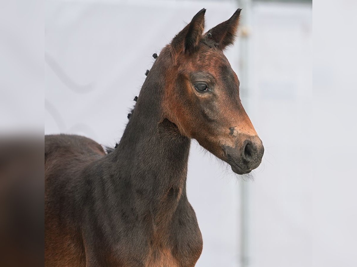 Westfaal Merrie veulen (05/2024) Donkerbruin in Münster-Handorf