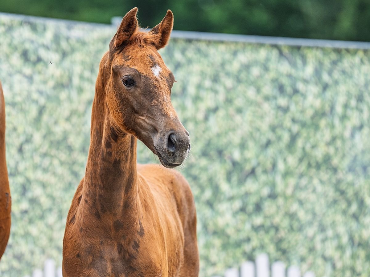 Westfaal Merrie  Donkere-vos in M&#xFC;nster Handorf