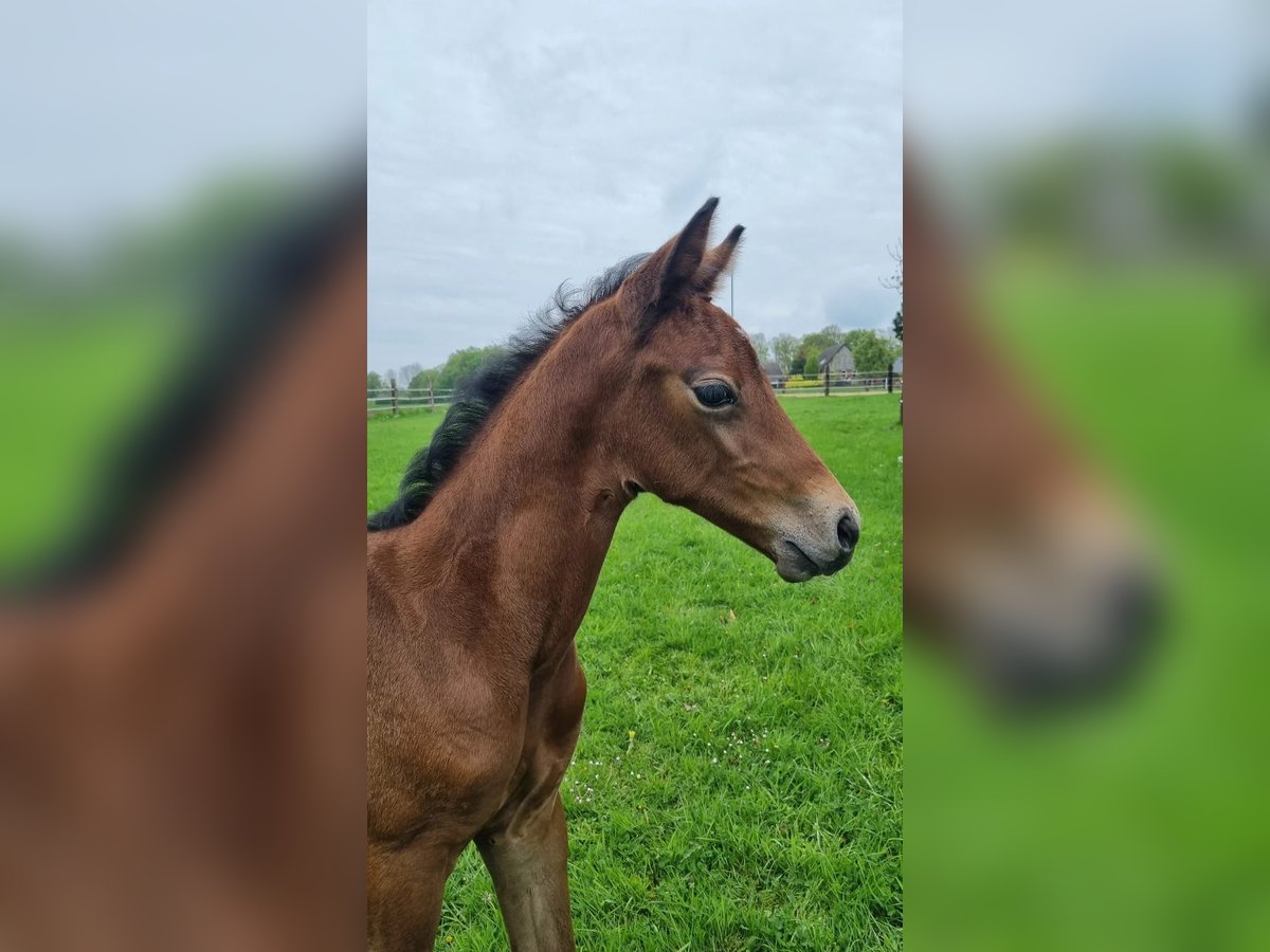 Westfaal Merrie  kan schimmel zijn in Oelde