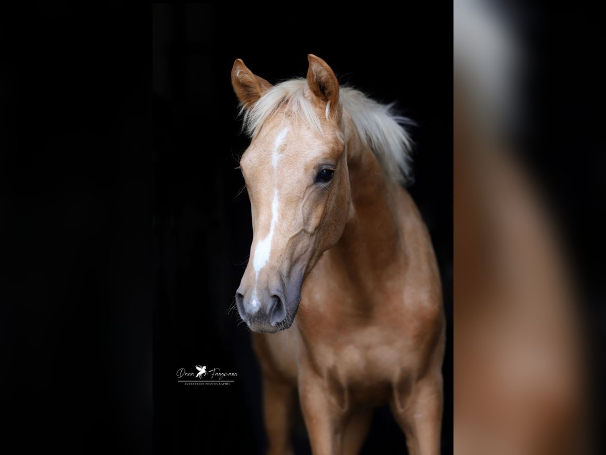 Westfaal Merrie Veulen (03/2025) Palomino in Damme