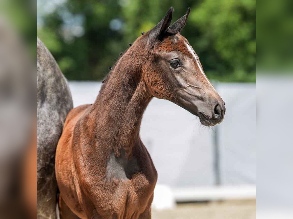 Westfaal Merrie veulen (05/2024) Schimmel in Münster-Handorf