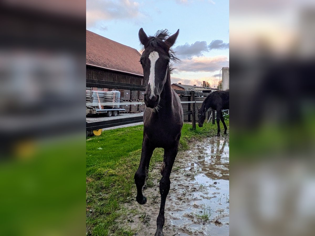 Westfaal Merrie veulen (05/2024) Zwart in Schöppingen