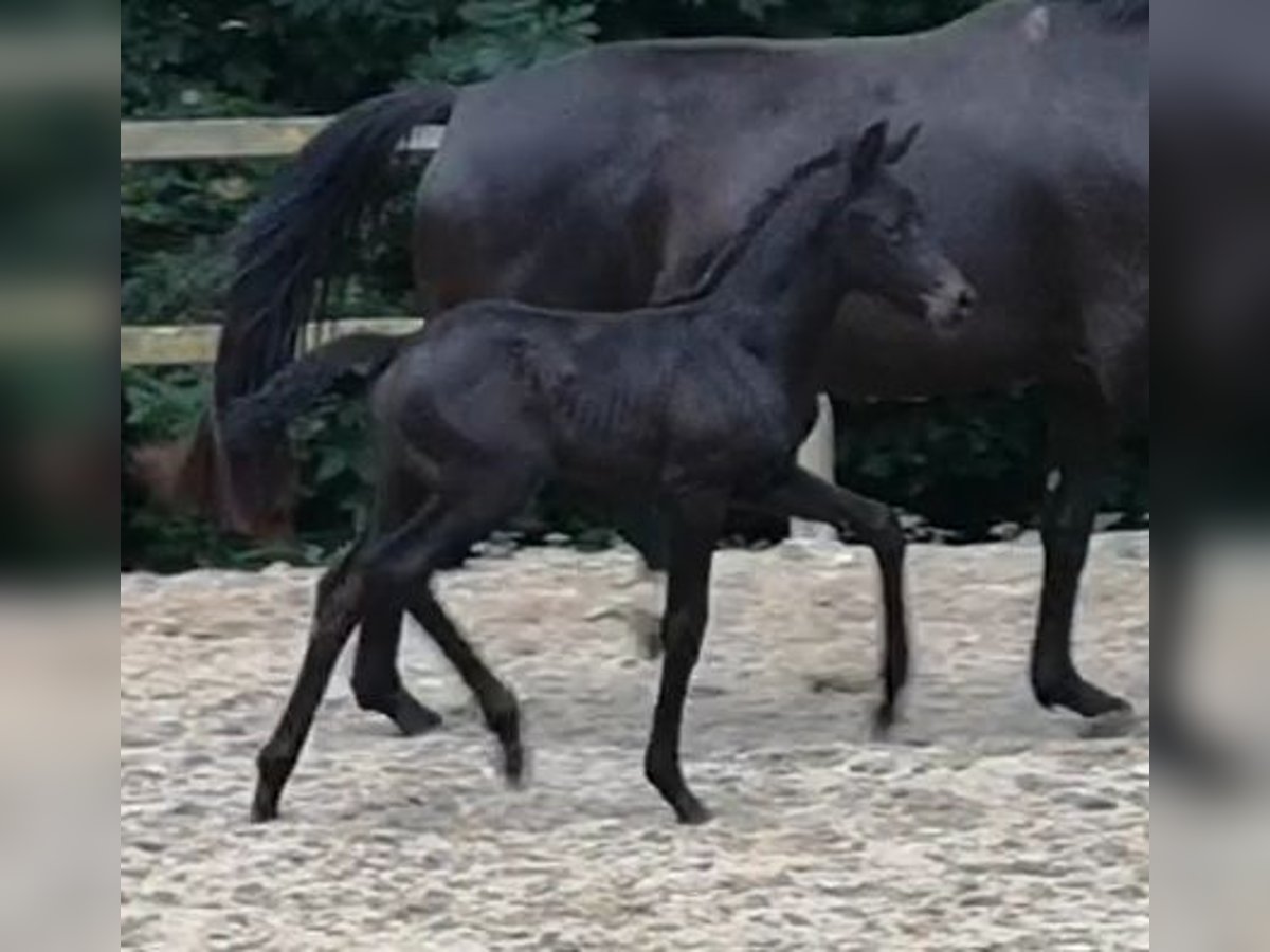 Westfaal Merrie veulen (05/2024) Zwartbruin in Lippetal