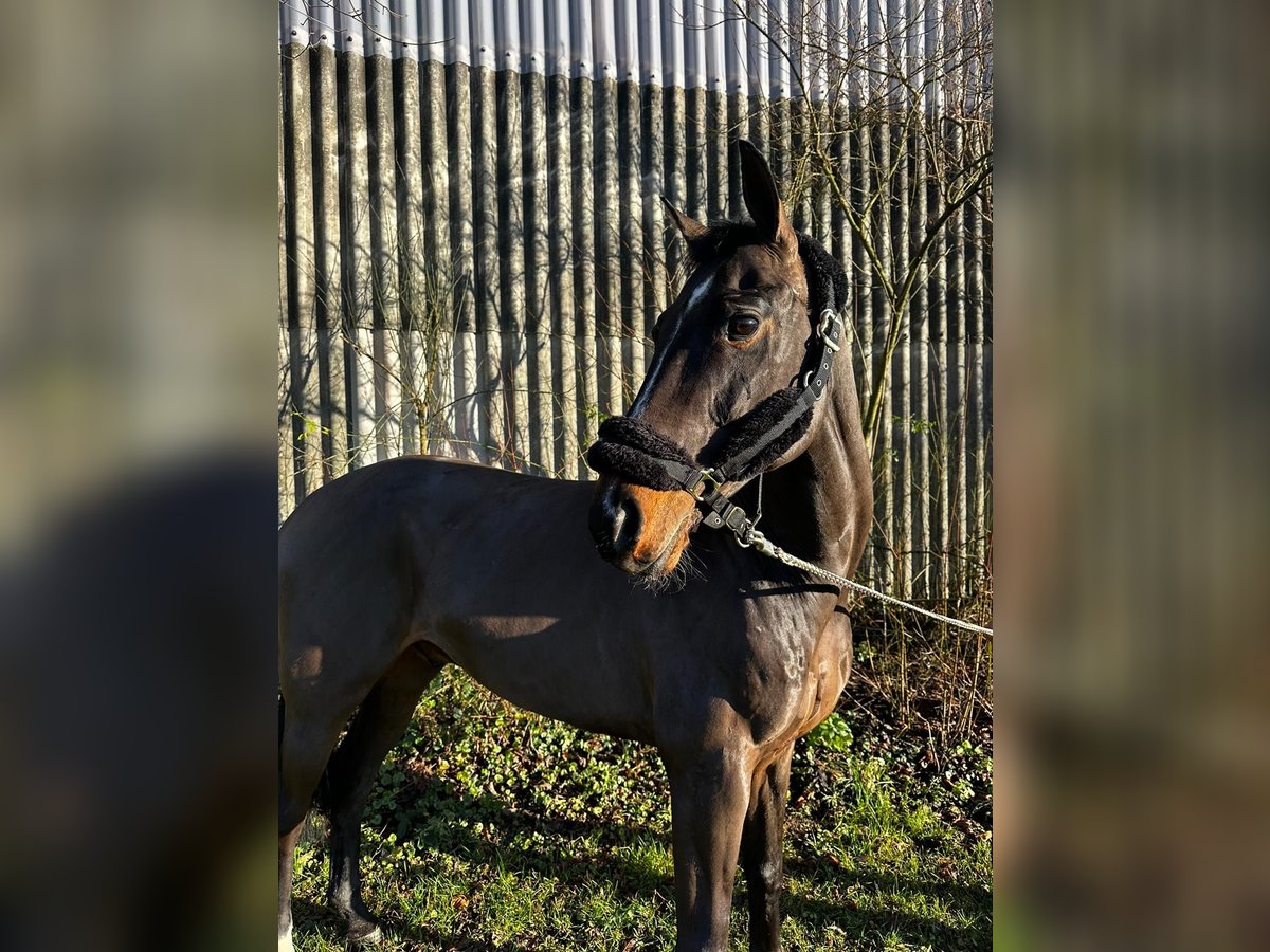 Westfaal Ruin 10 Jaar 162 cm Bruin in Darmstadt