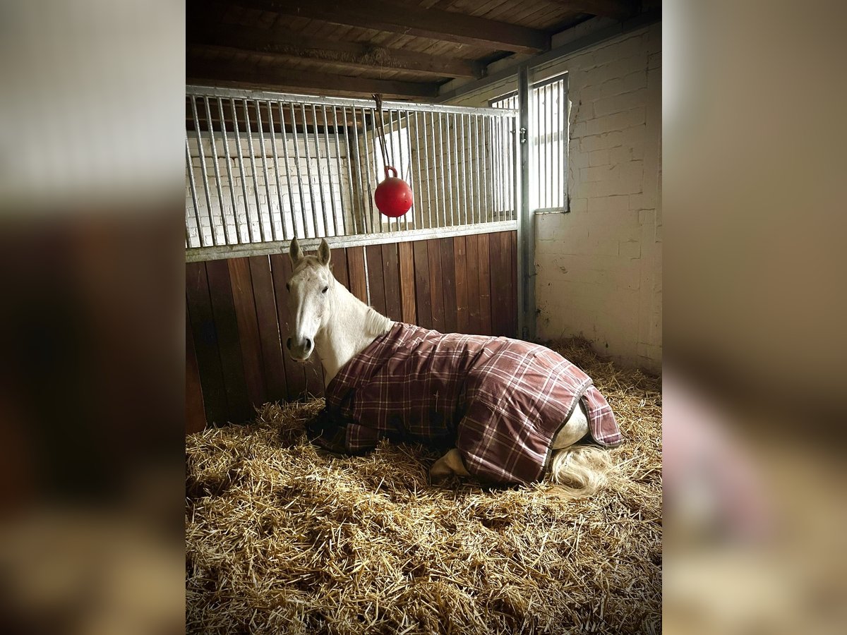 Westfaal Ruin 10 Jaar 173 cm Appelschimmel in Bad Oeynhausen