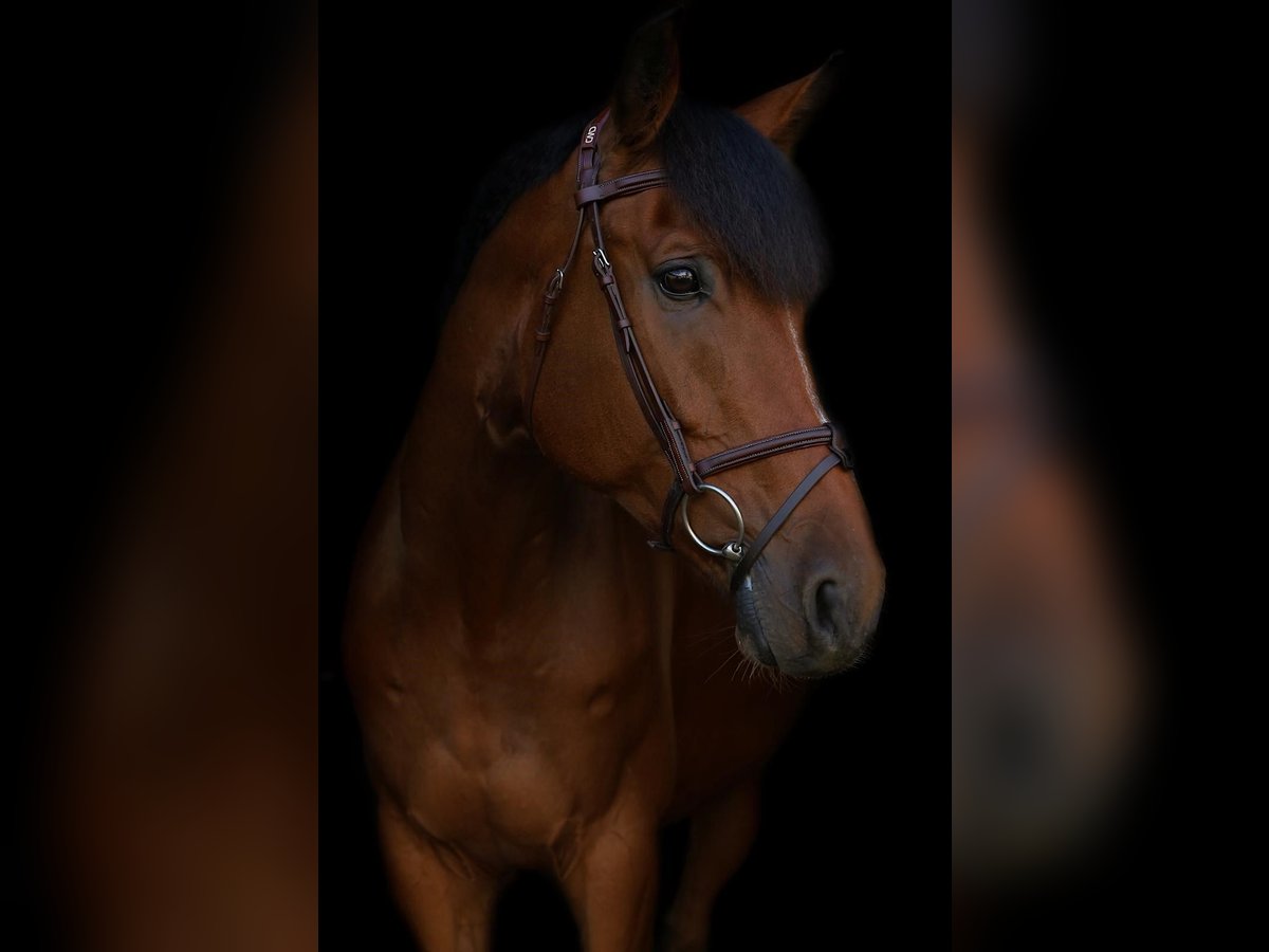 Westfaal Ruin 10 Jaar Bruin in Leur