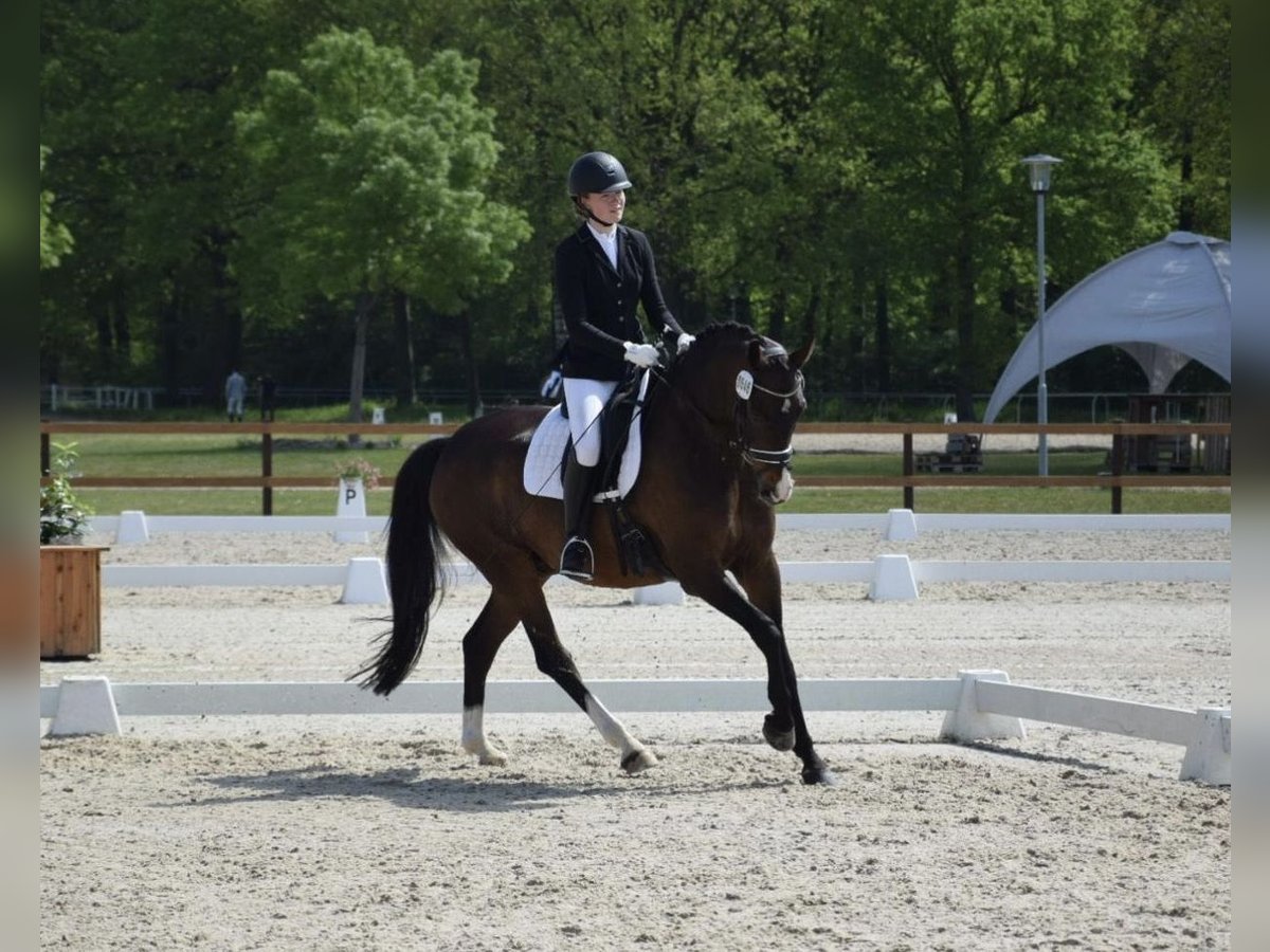 Westfaal Ruin 11 Jaar 168 cm Bruin in Bremen