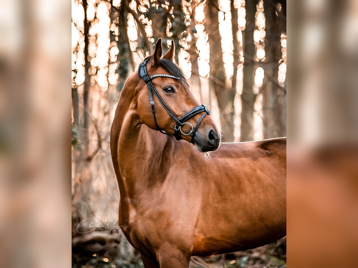 Westfaal Ruin 11 Jaar 183 cm Bruin in Köln