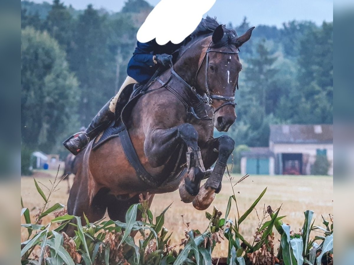 Westfaal Ruin 13 Jaar 174 cm Bruin in Melle