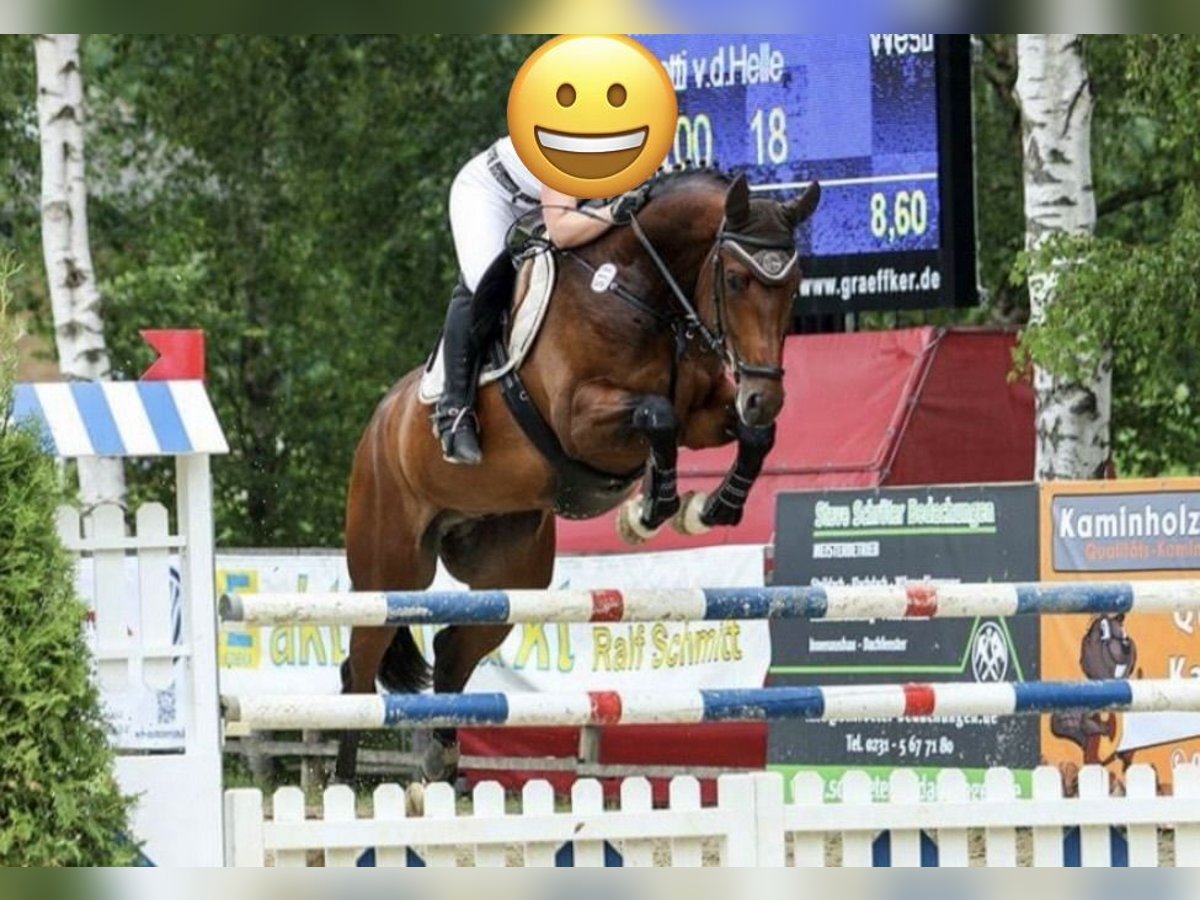 Westfaal Ruin 14 Jaar 174 cm Bruin in Zweiflingen