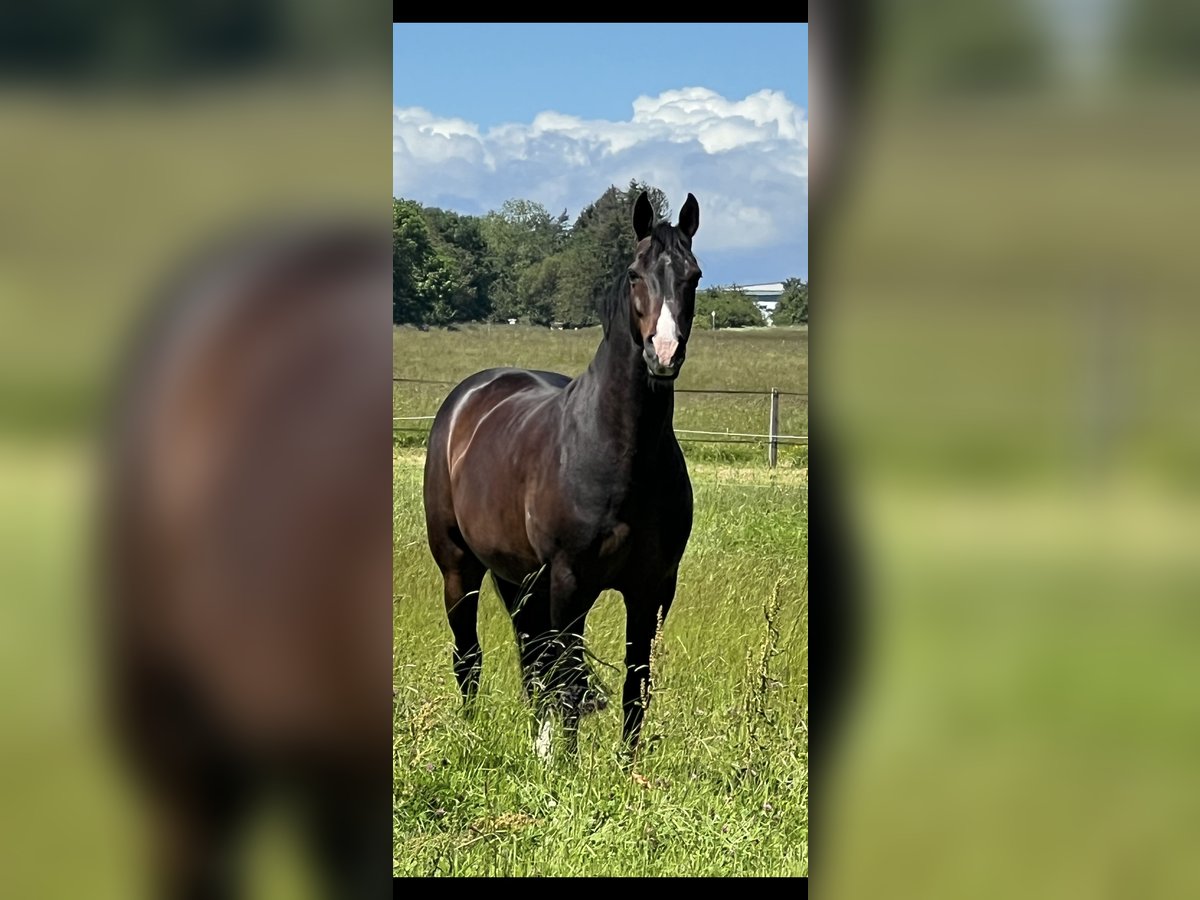 Westfaal Ruin 15 Jaar 167 cm Bruin in Schömberg