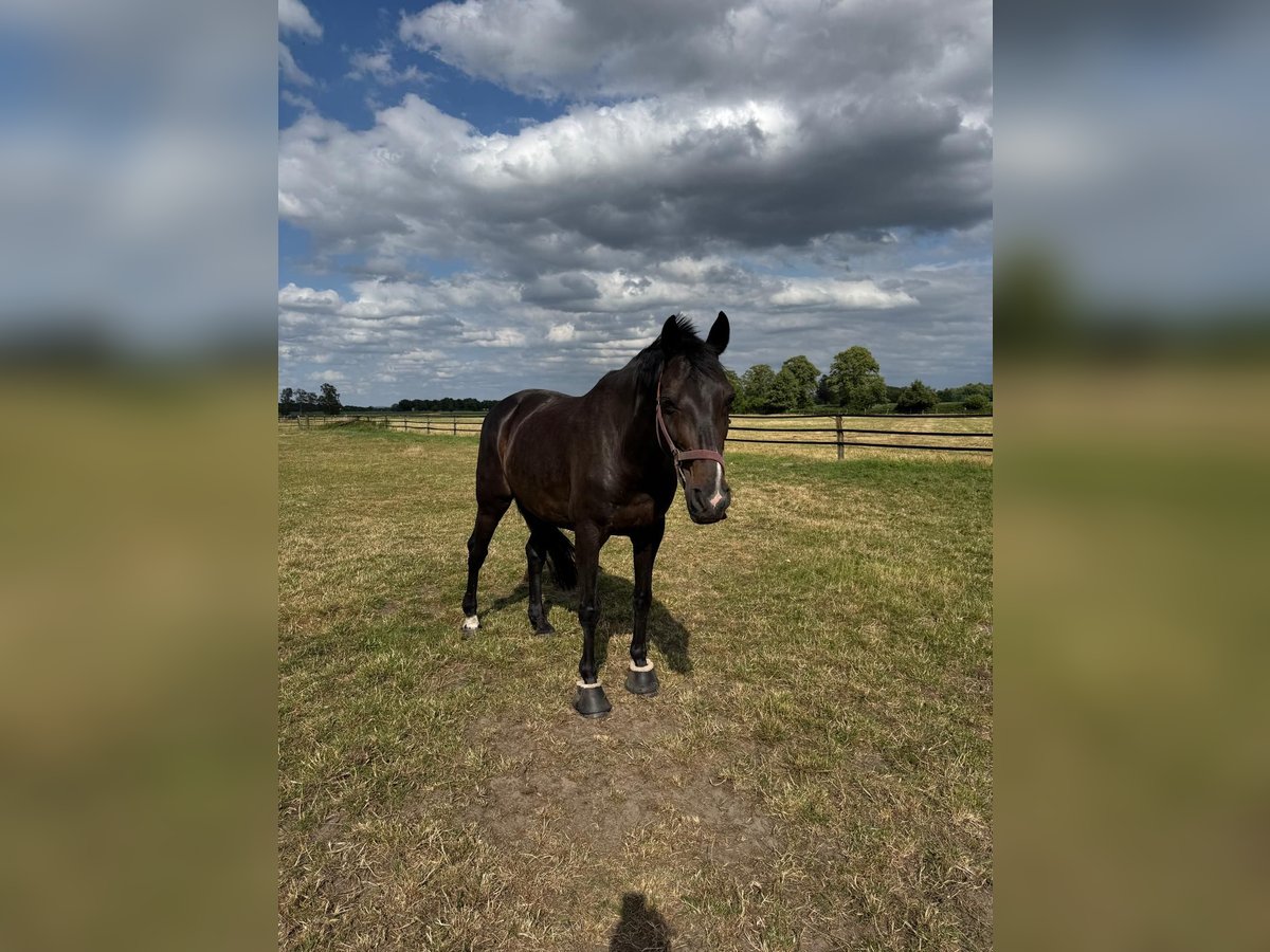 Westfaal Ruin 15 Jaar 170 cm Donkerbruin in Oelde-Lette