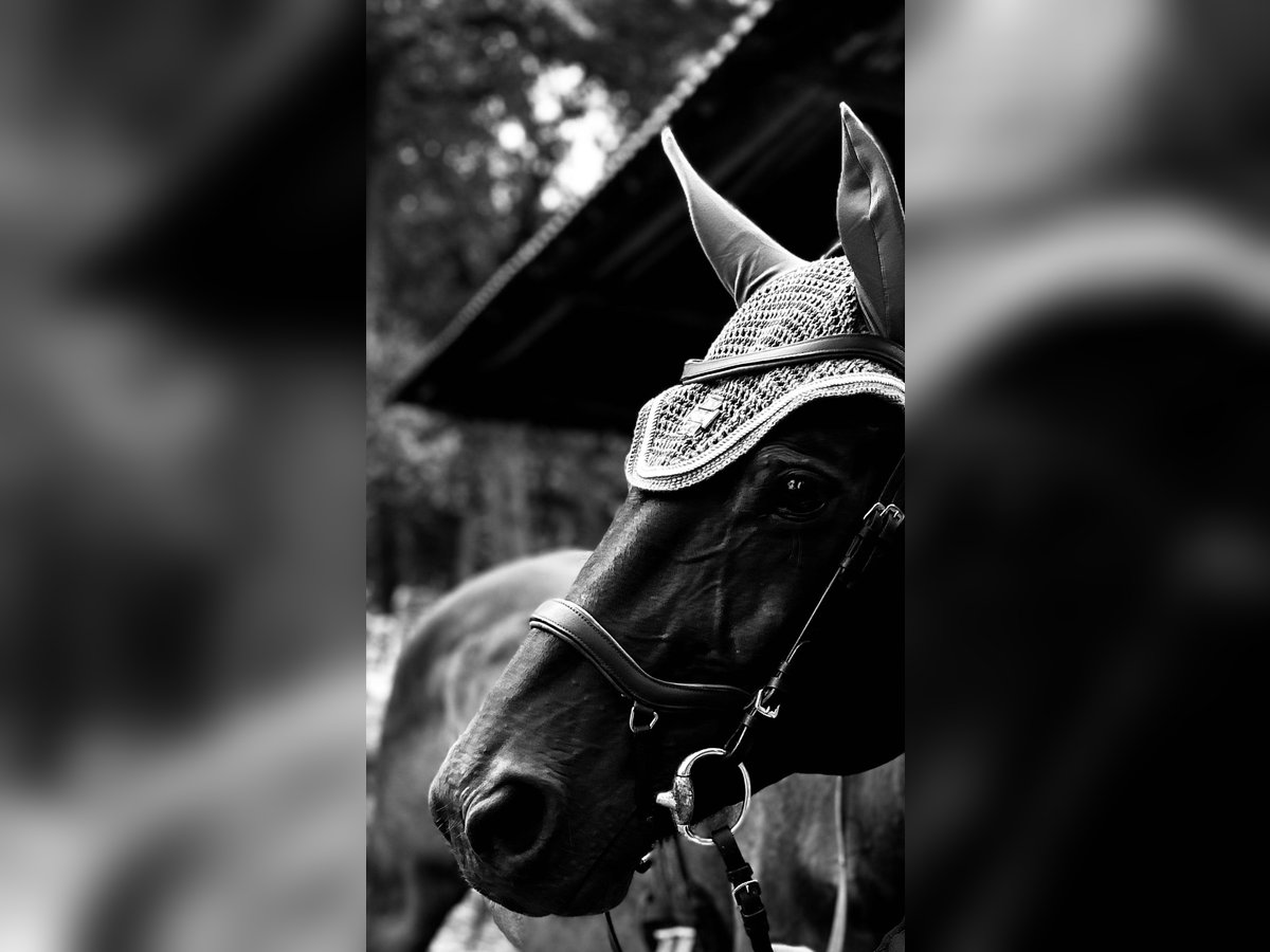 Westfaal Ruin 16 Jaar 172 cm Donkerbruin in Olfen