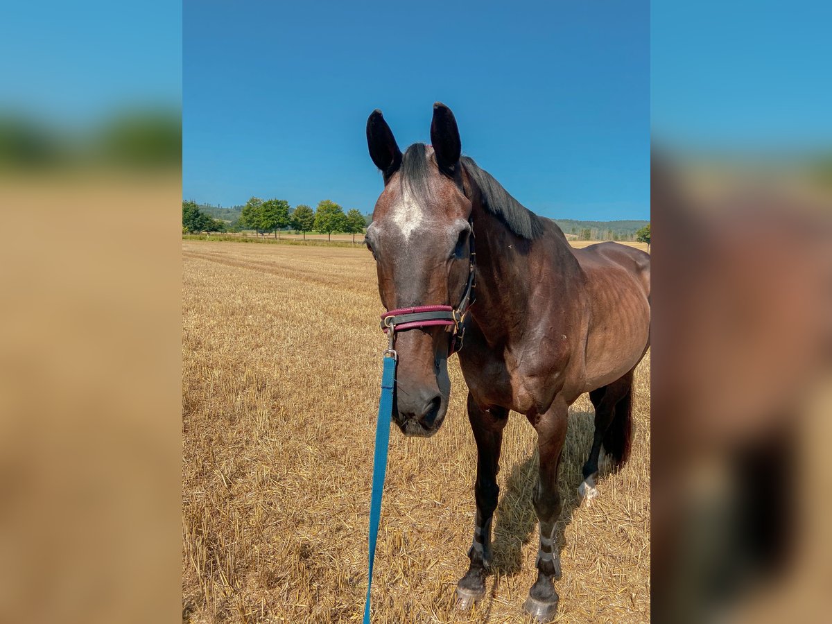 Westfaal Ruin 22 Jaar 170 cm Bruin in Osterode am Harz