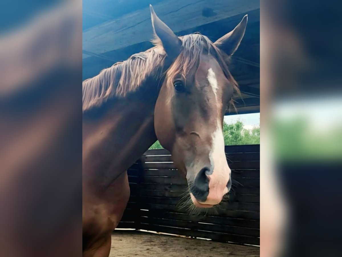 Westfaal Ruin 2 Jaar 164 cm Donkere-vos in Radebeul