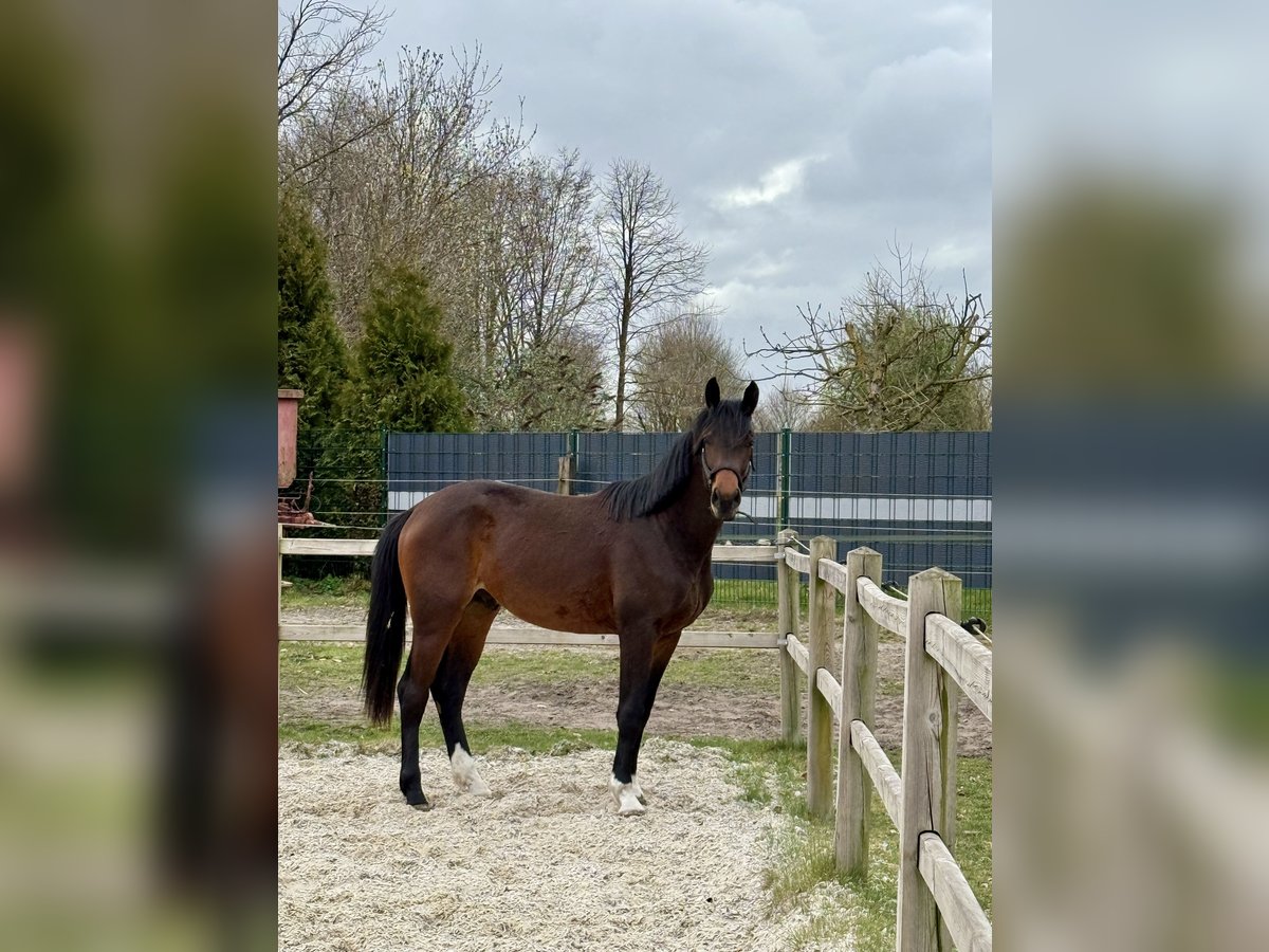 Westfaal Ruin 2 Jaar 168 cm Bruin in Schermbeck