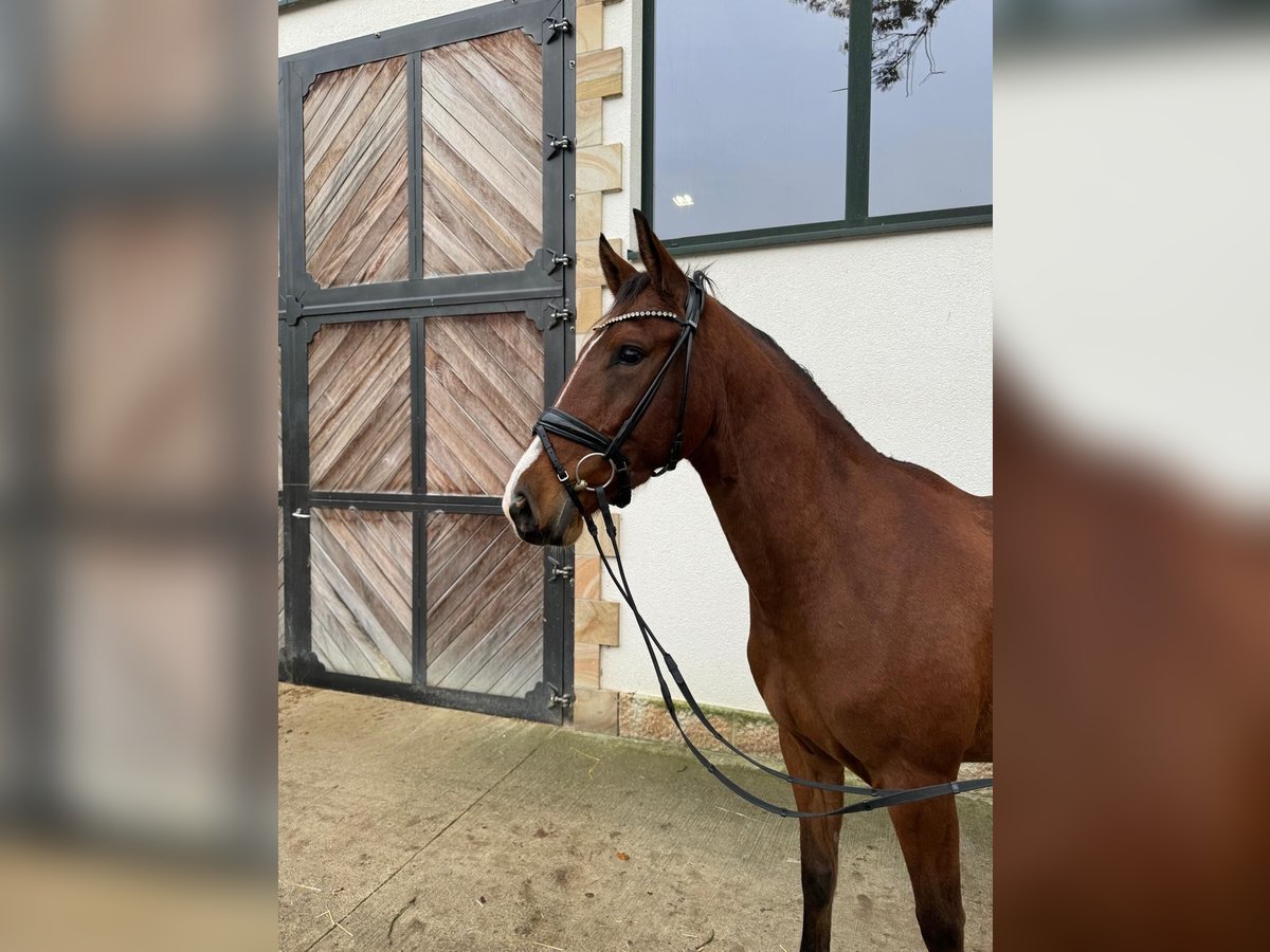 Westfaal Ruin 3 Jaar 165 cm Bruin in LienenLienen