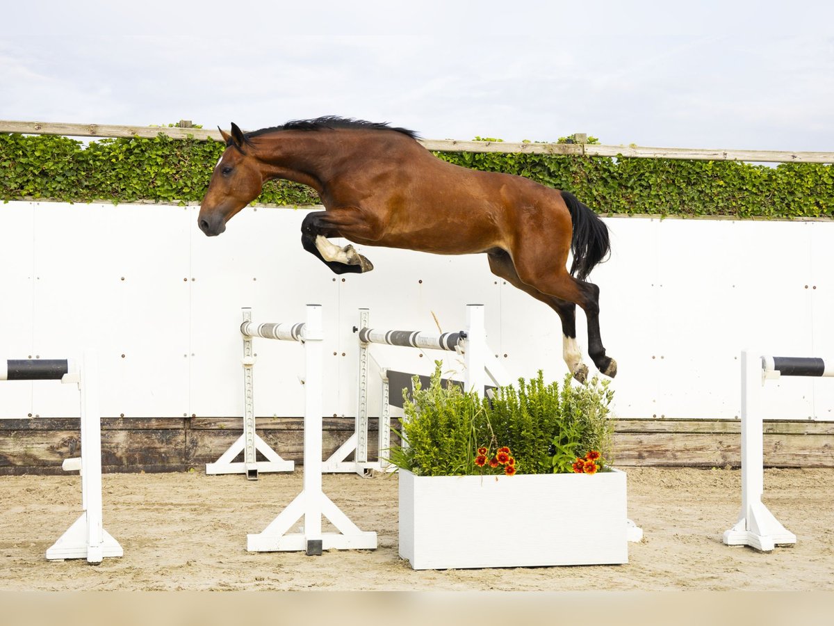 Westfaal Ruin 3 Jaar 165 cm Bruin in Waddinxveen