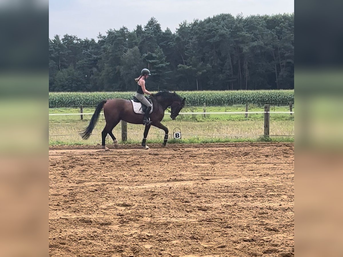 Westfaal Ruin 3 Jaar 170 cm Bruin in Greven